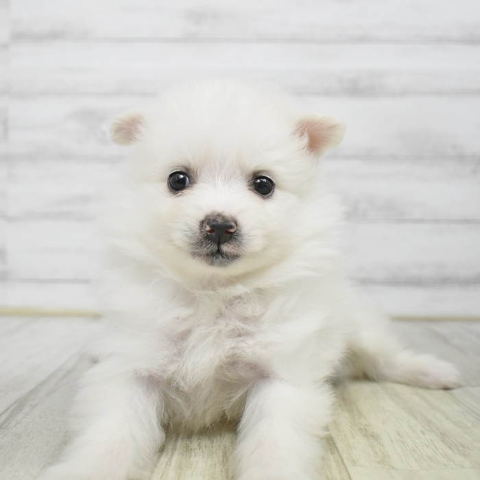 ポメラニアン男の子の写真