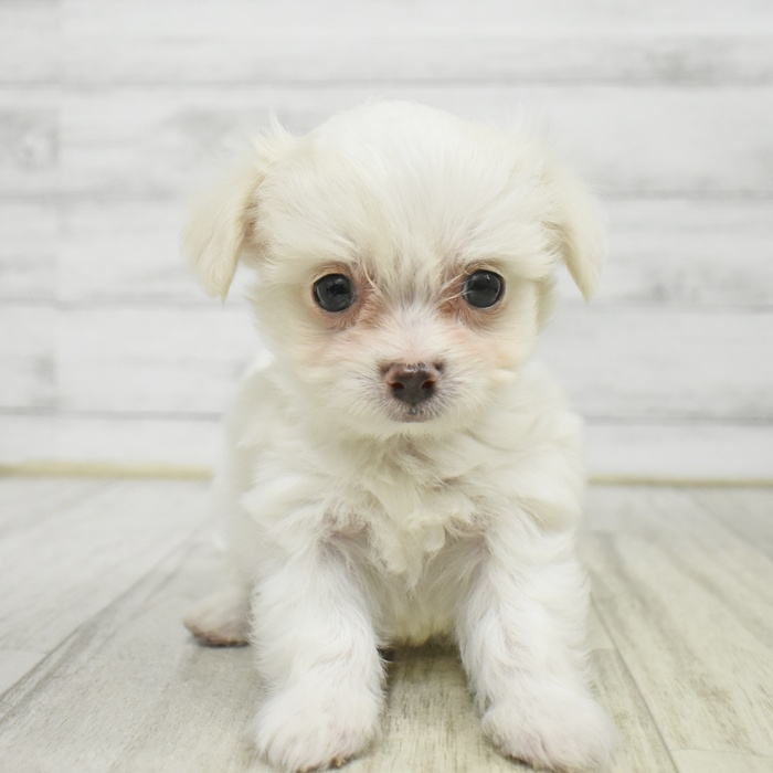 ハーフ犬男の子の写真