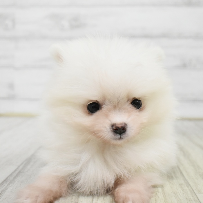 愛知県のポメラニアン (犬の家＆猫の里岡崎店/2026年1月20日生まれ/女の子/ホワイト)の子犬