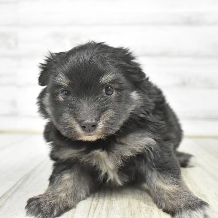 ハーフ犬男の子の写真