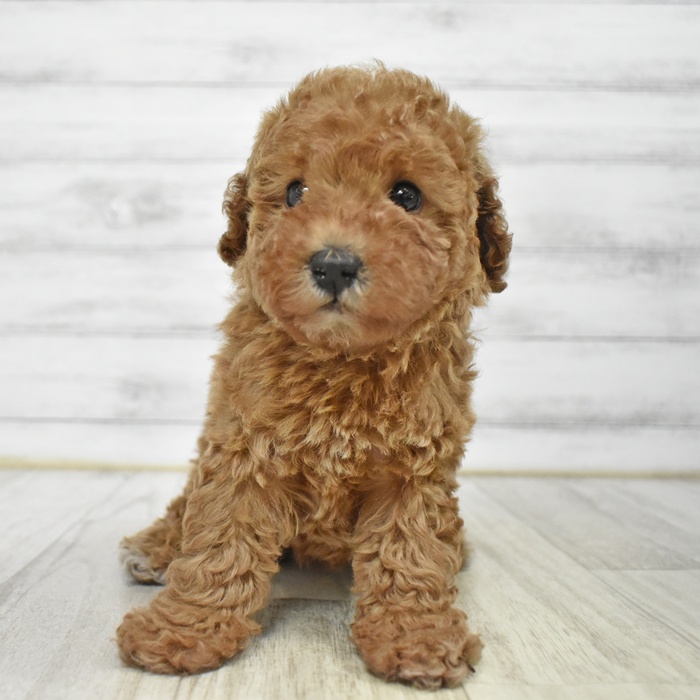 トイプードル男の子の写真