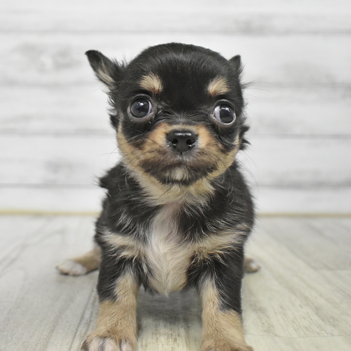 チワワ（ロング）女の子の写真