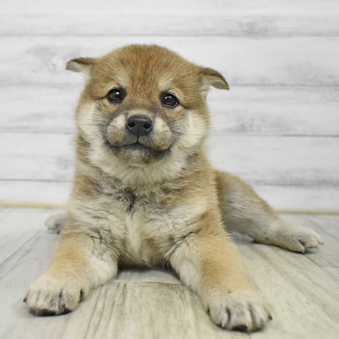 柴犬女の子の写真
