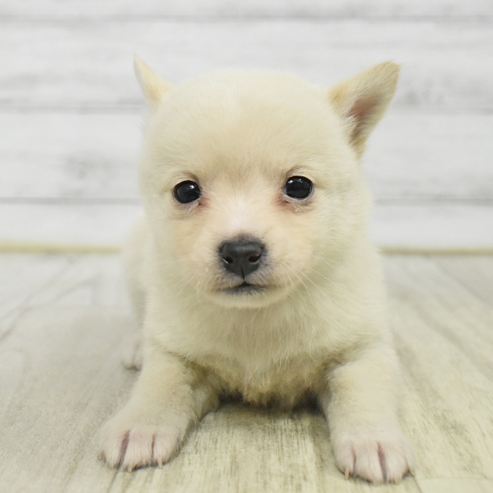 愛知県のチワ柴/柴チワ/チワシバ(チワワ×柴) (犬の家＆猫の里岡崎店/2026年1月18日生まれ/女の子/白)の子犬