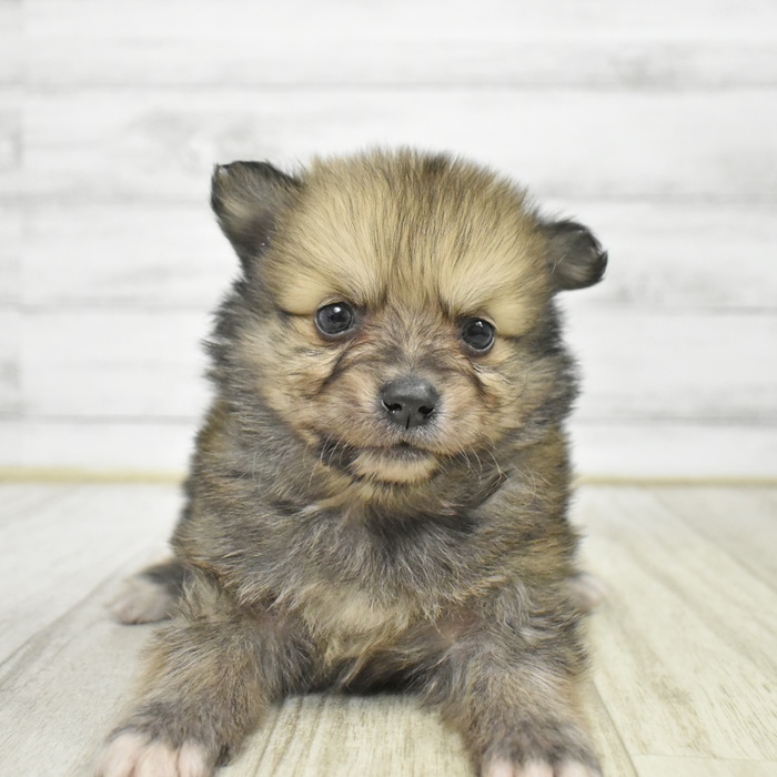 ハーフ犬男の子の写真