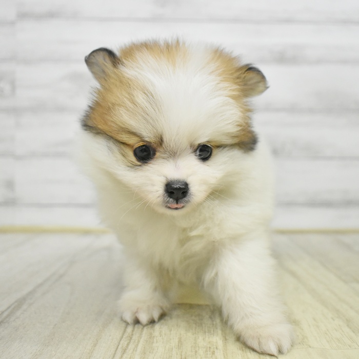 ハーフ犬男の子の写真