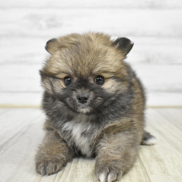 ハーフ犬女の子の写真