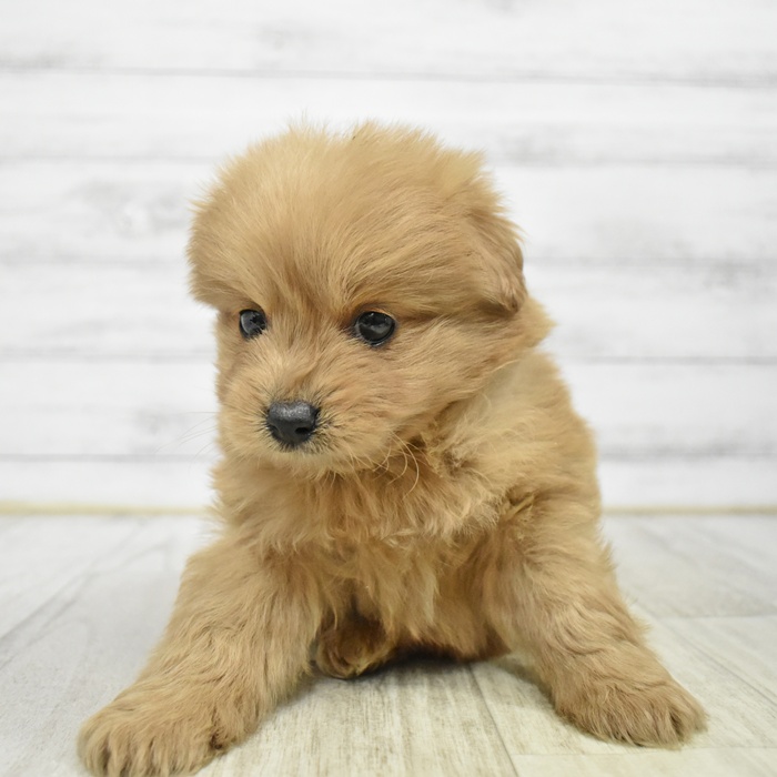 ハーフ犬男の子の写真