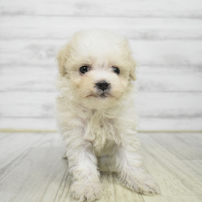 ハーフ犬女の子の写真