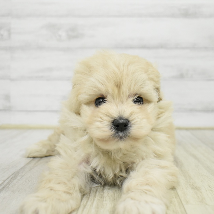 東京都のポメプー(ポメラニアン×プードル) (犬の家＆猫の里ペットフォレスト小平店/2026年1月19日生まれ/女の子/クリーム)の子犬