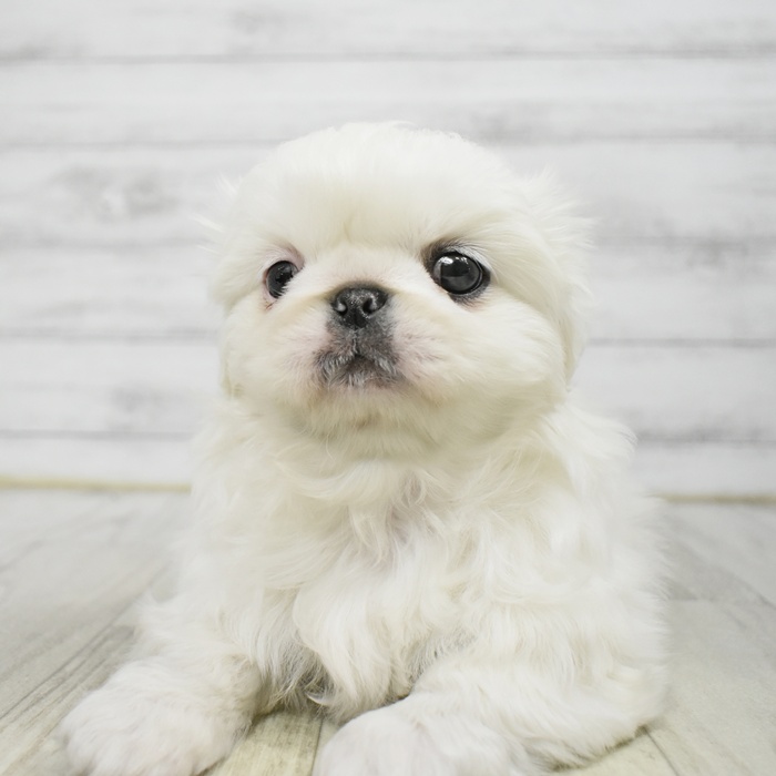 大阪府のペキニーズ (犬の家＆猫の里そよら東岸和田店/2026年1月18日生まれ/女の子/ホワイト)の子犬
