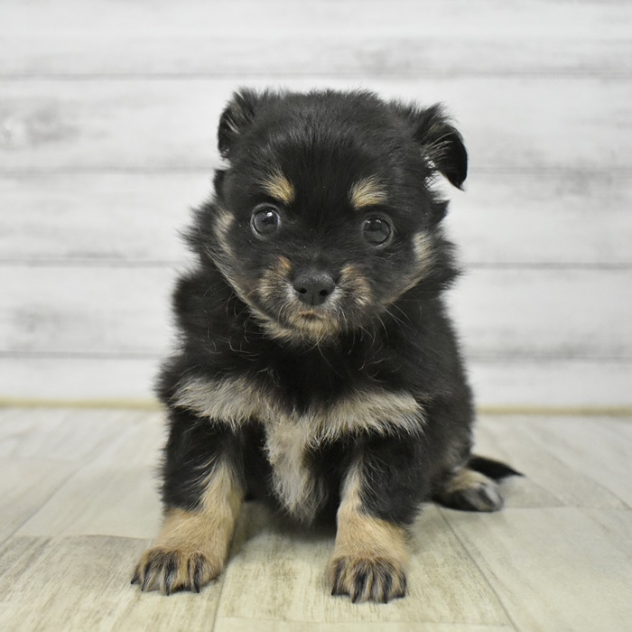 ハーフ犬女の子の写真