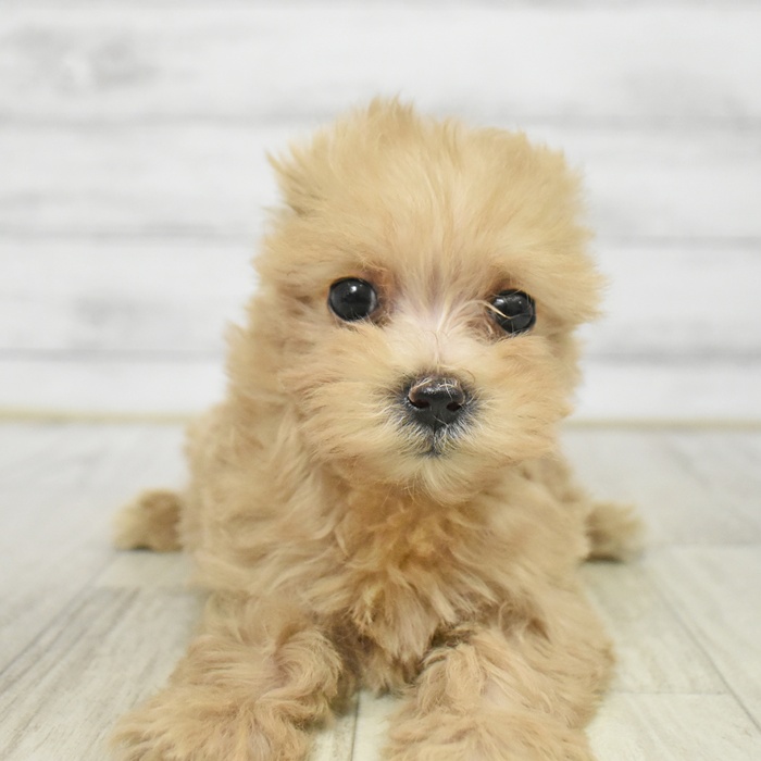長野県のマルプー(マルチーズ×プードル) (犬の家＆猫の里カインズ梓川店/2026年1月19日生まれ/女の子/アプリコット)の子犬