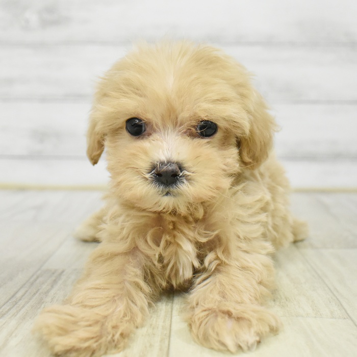 愛知県のマルプー(マルチーズ×プードル) (犬の家＆猫の里岡崎店/2026年1月19日生まれ/女の子/アプリコット)の子犬