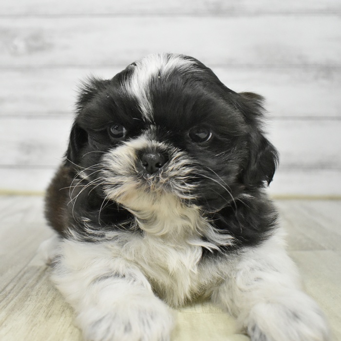 静岡県のシーズー (犬の家＆猫の里富士店/2026年1月18日生まれ/男の子/ブラックホワイト)の子犬