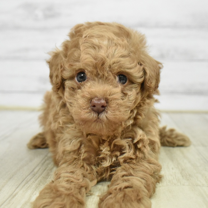 神奈川県のトイプードル(トイ) (犬の家＆猫の里元住吉ブレーメン通り店/2026年1月19日生まれ/男の子/アプリコット)の子犬