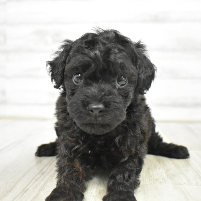 愛知県のトイプードル(トイ) (犬の家＆猫の里豊川インター店/2026年1月20日生まれ/男の子/ブラック)の子犬
