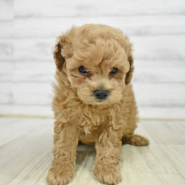 静岡県のトイプードル(トイ) (犬の家＆猫の里マークイズ静岡店/2026年1月19日生まれ/女の子/アプリコット)の子犬