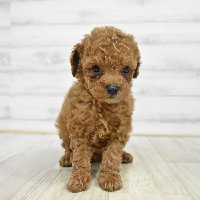 富山県のトイプードル(トイ) (犬の家＆猫の里アミーゴ高岡蓮花寺店/2026年1月19日生まれ/女の子/レッド)の子犬