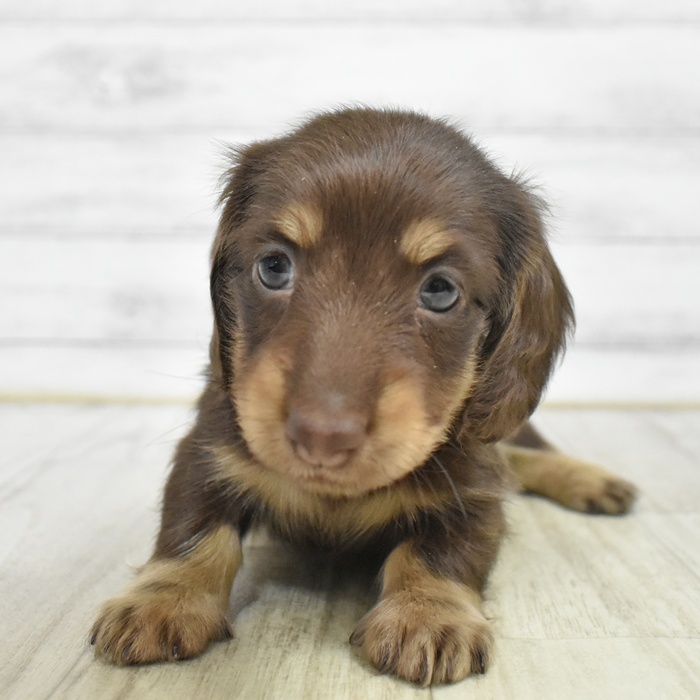 静岡県のミニチュアダックスフンド(ロング) (犬の家＆猫の里富士店/2026年1月18日生まれ/男の子/チョコレートイエロー)の子犬