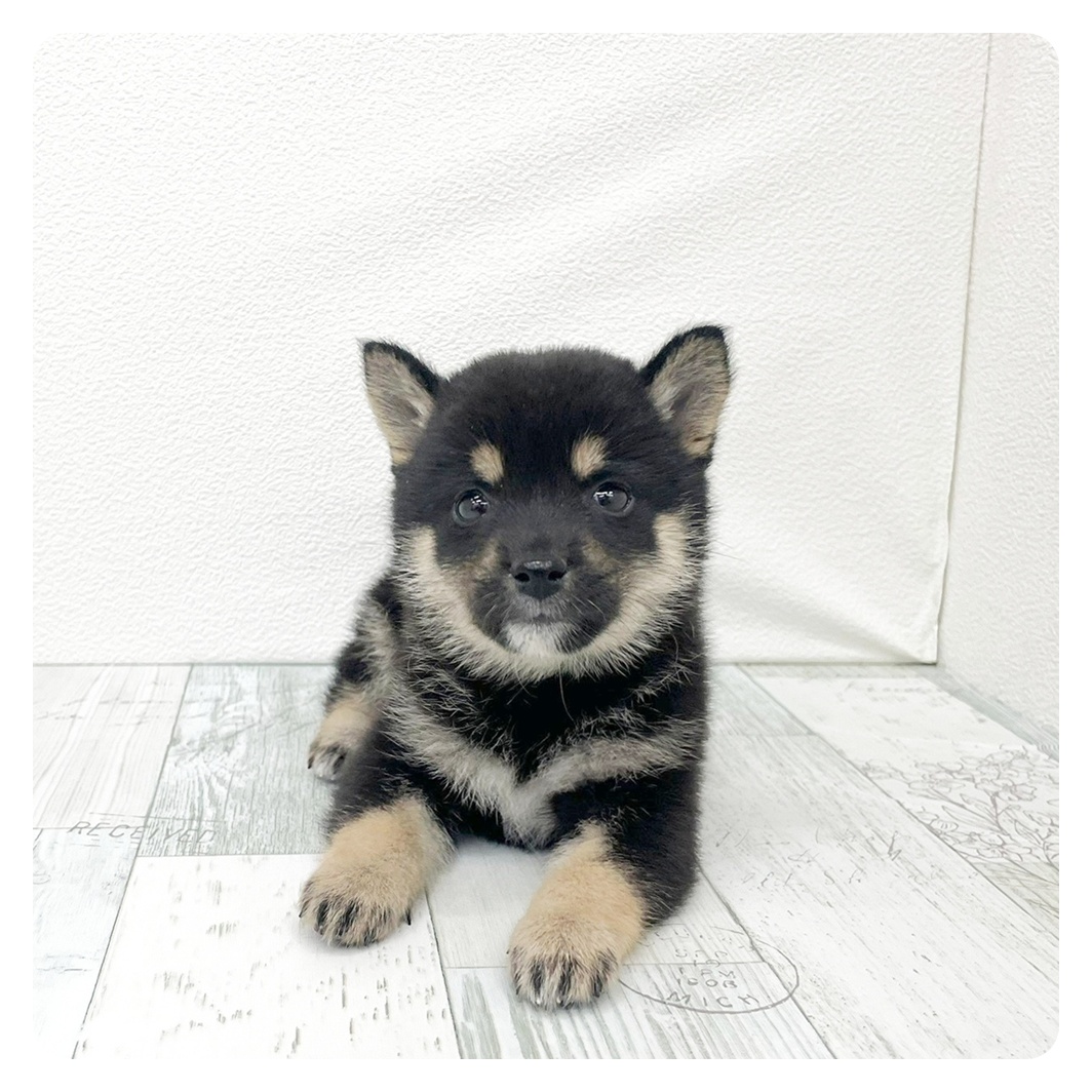 豆柴女の子の写真