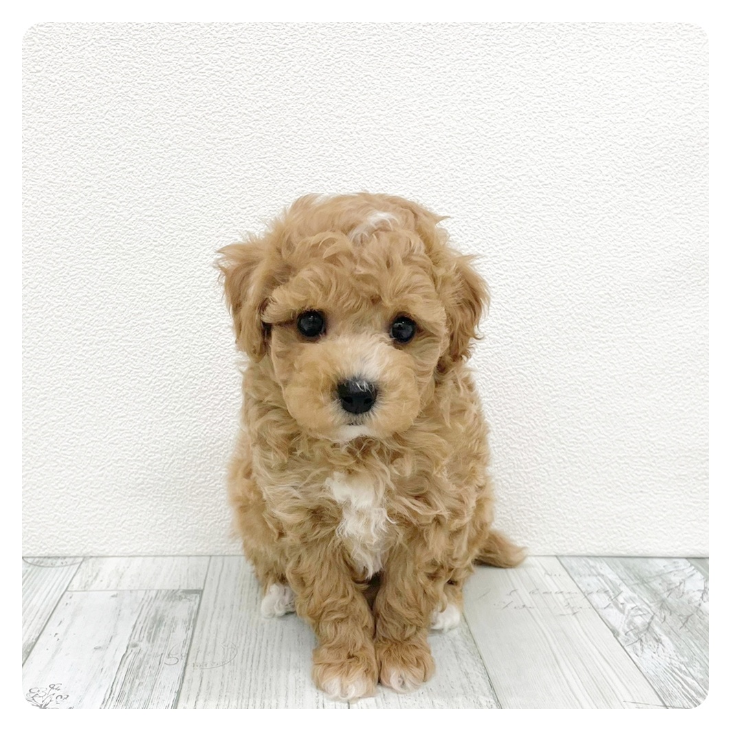 ハーフ犬男の子の写真