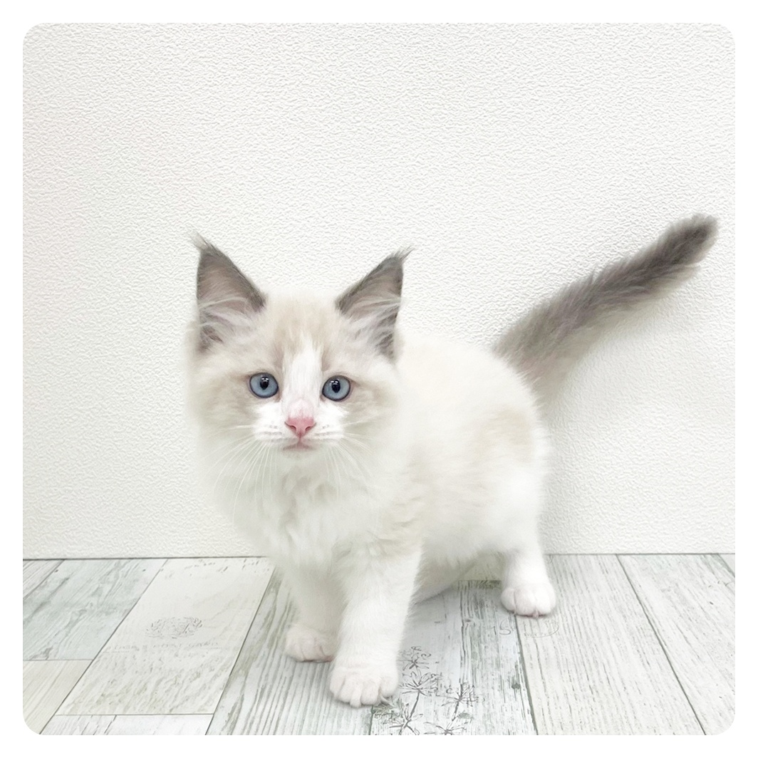 ラグドール男の子の写真