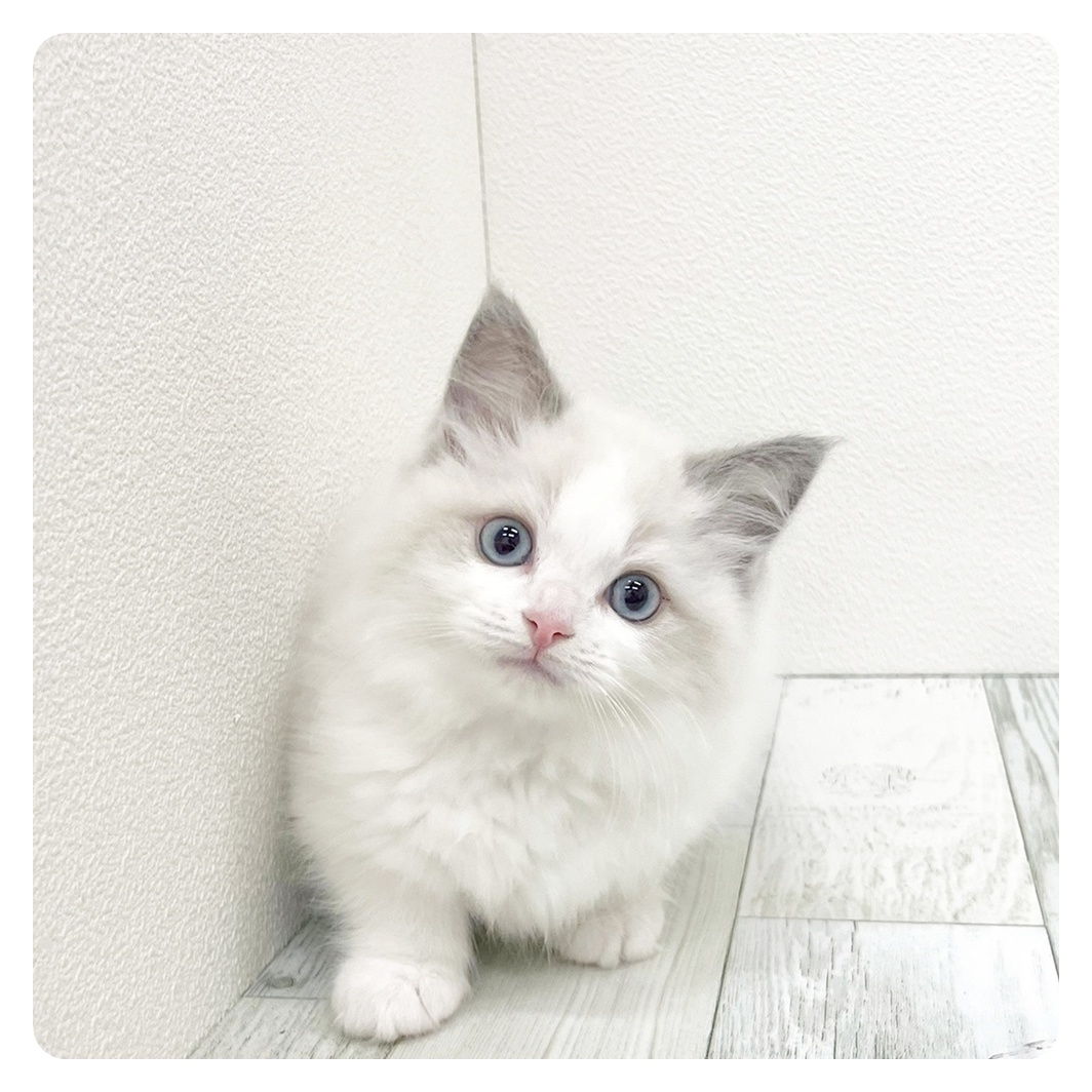 ラグドール女の子の写真