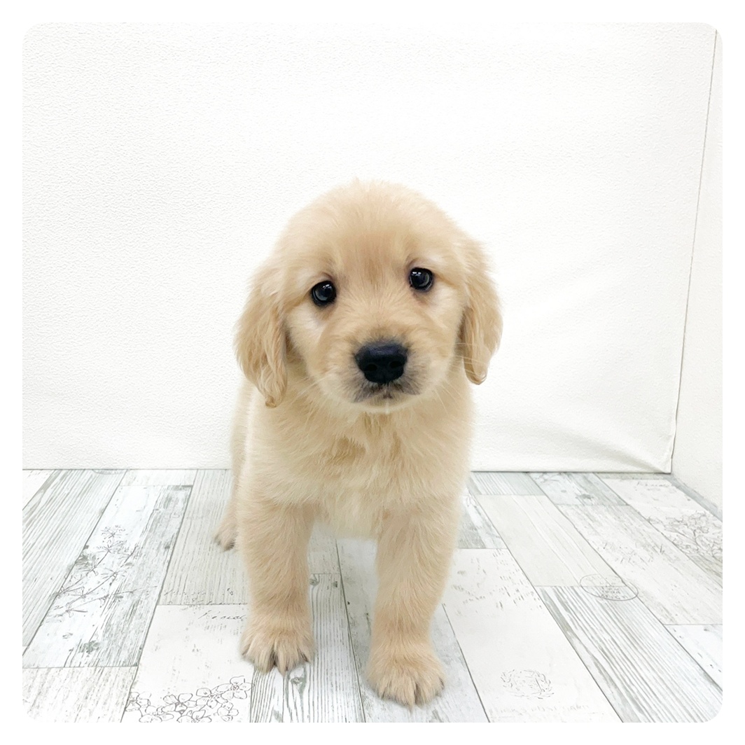 ゴールデンレトリバー男の子の写真