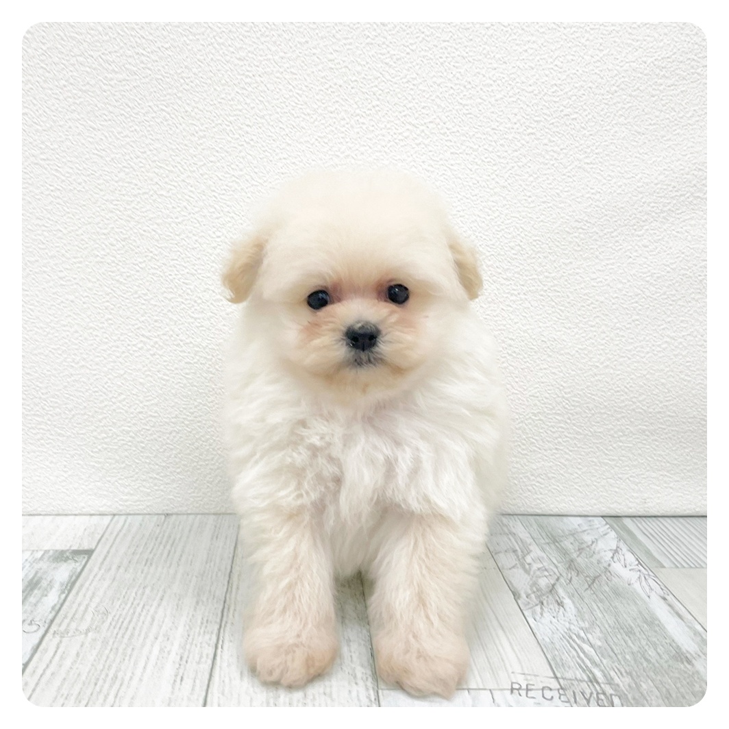 ハーフ犬男の子の写真