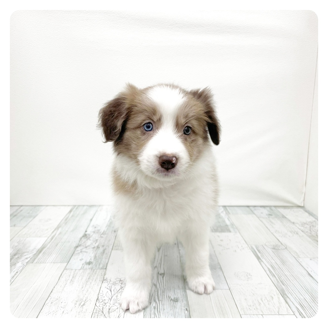 ボーダーコリー女の子の写真