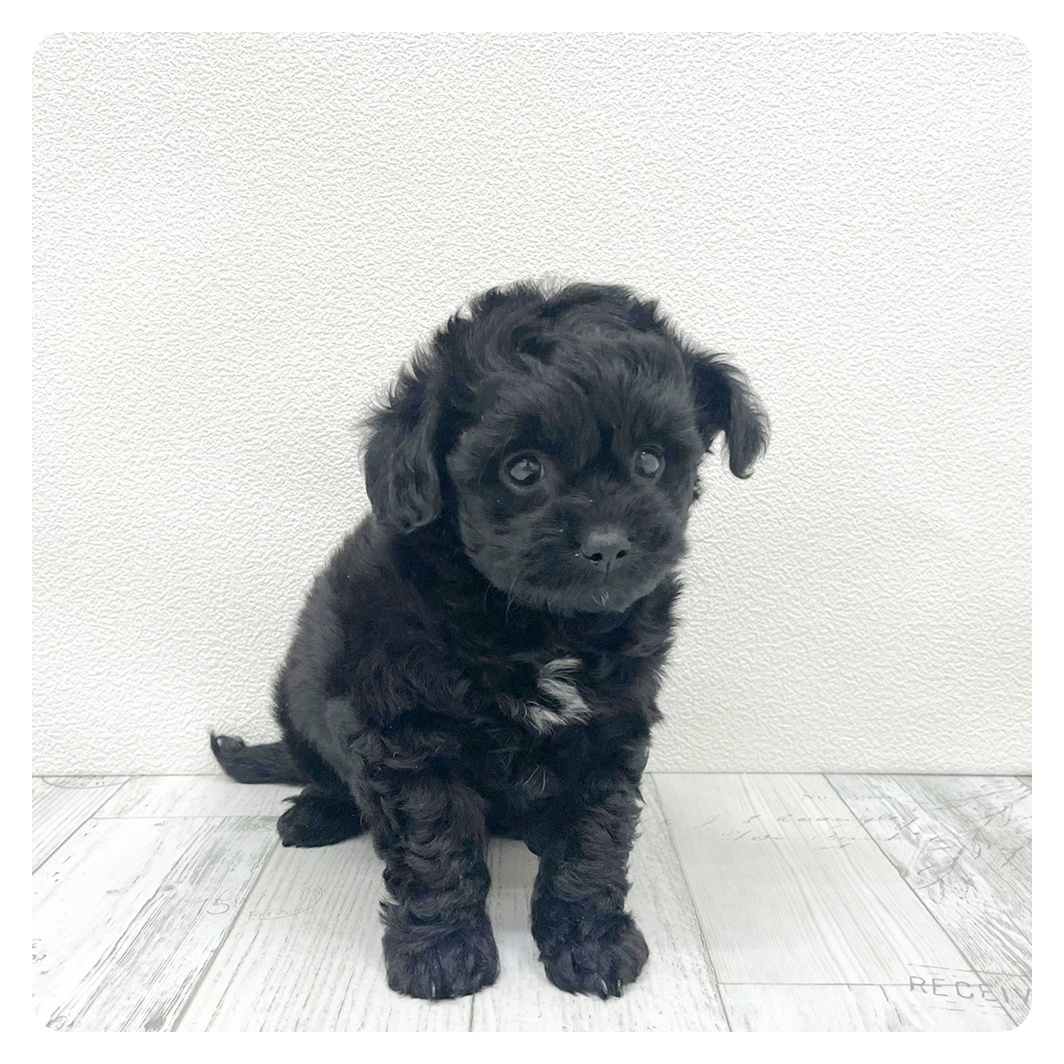 ハーフ犬男の子の写真