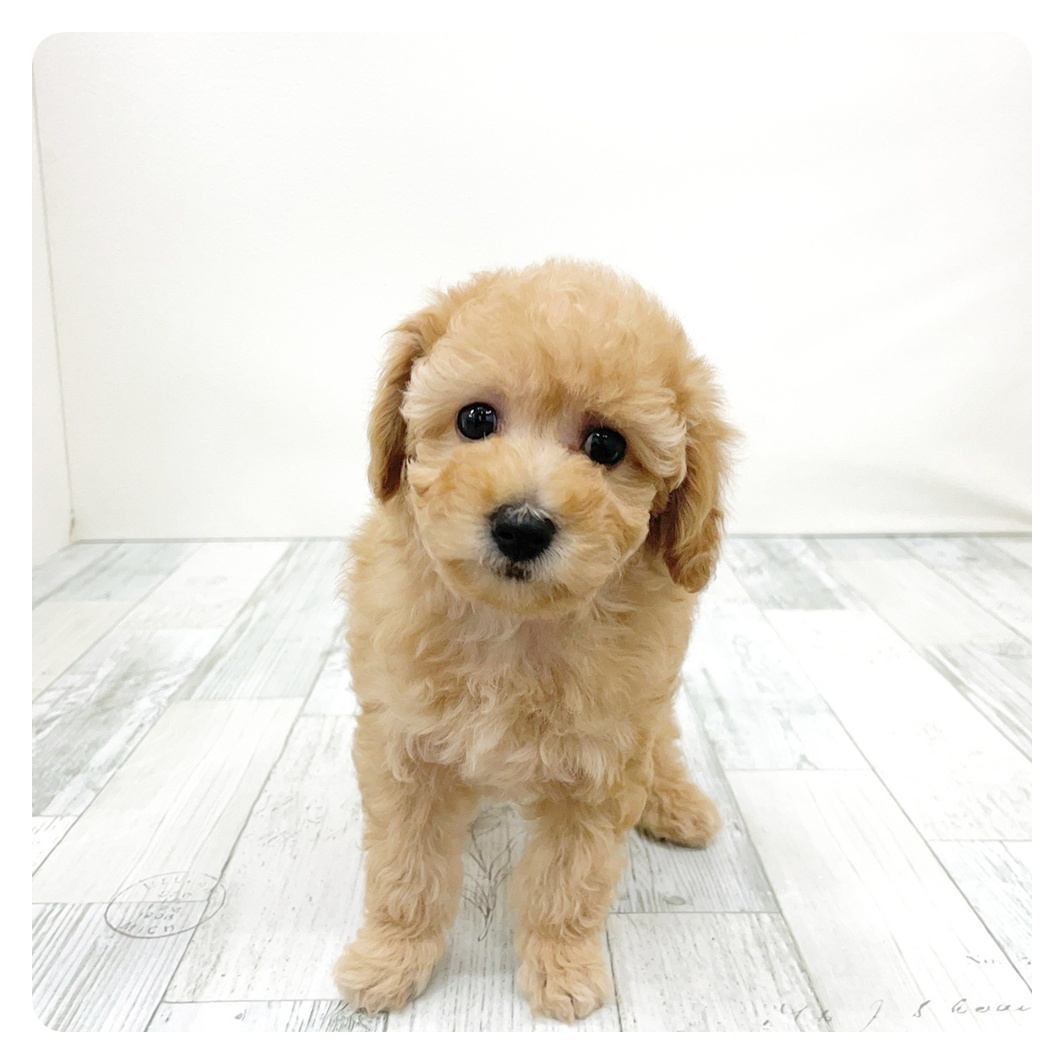 トイプードル女の子の写真