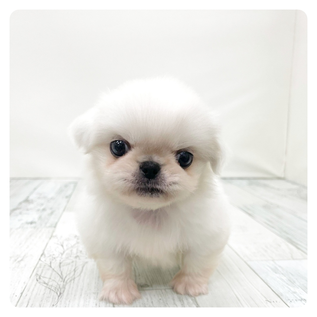 ペキニーズ女の子の写真