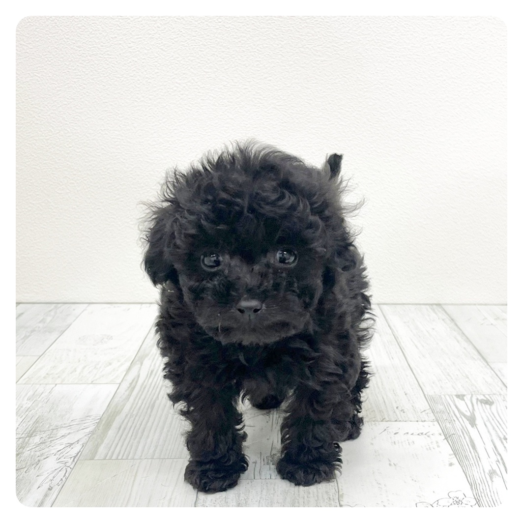 ティーカッププードル男の子の写真