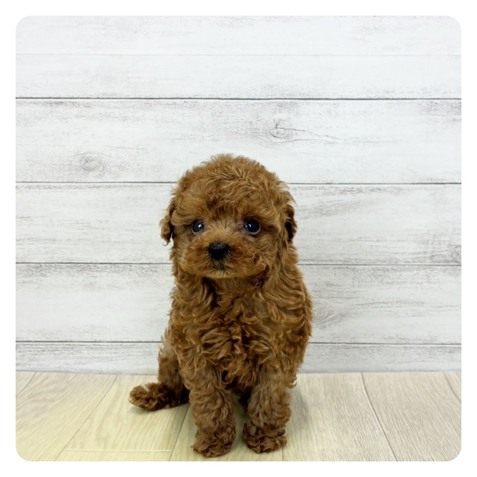 トイプードル男の子の写真