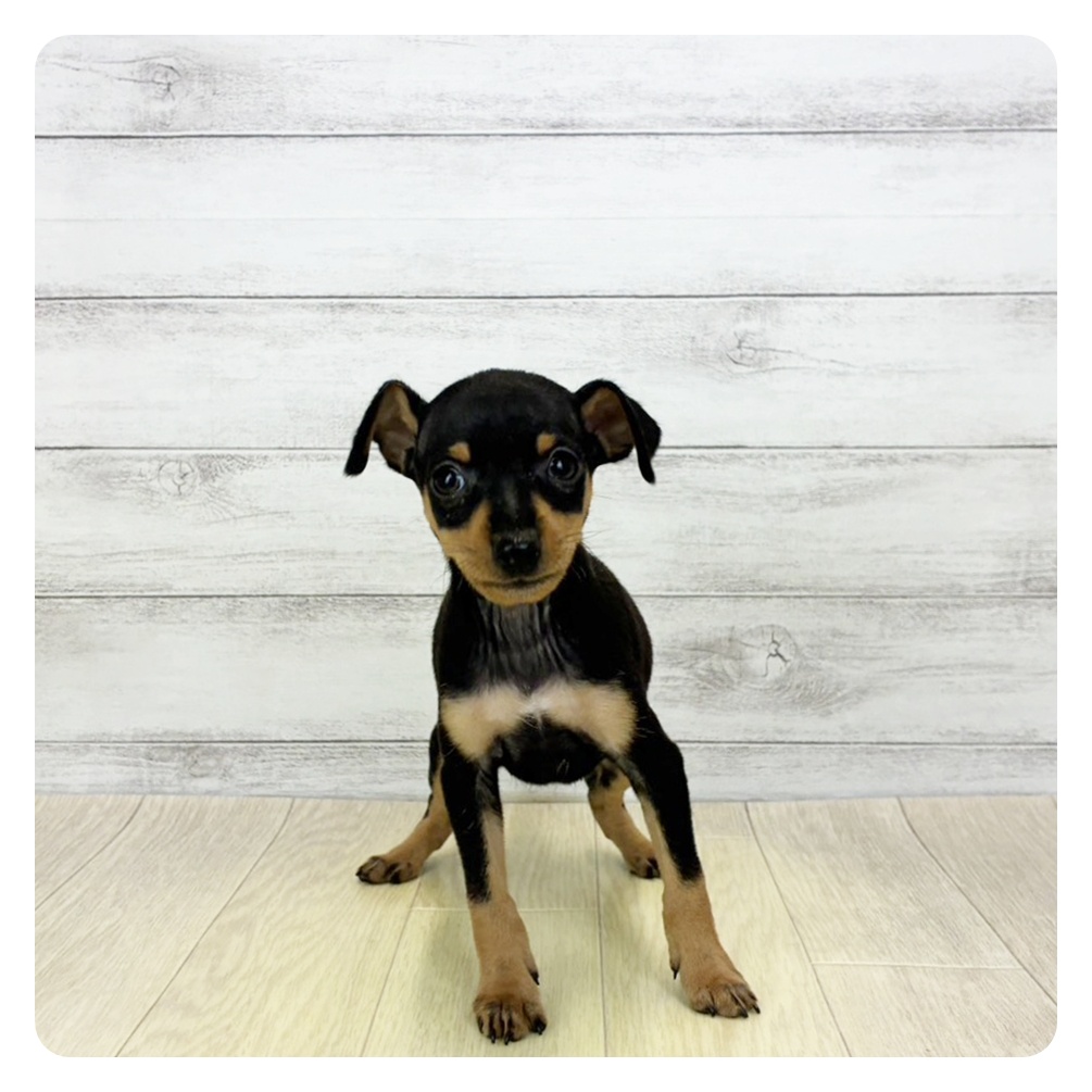愛知県のミニチュアピンシャー (犬の家＆猫の里MiO香久山店/2026年1月20日生まれ/男の子/ブラックタン)の子犬