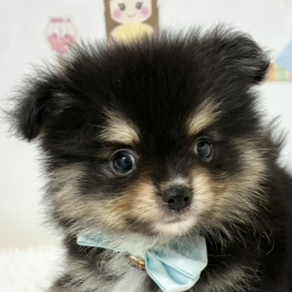 ハーフ犬男の子の写真