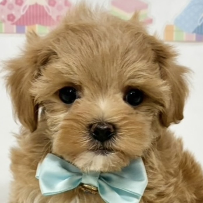 ハーフ犬女の子の写真