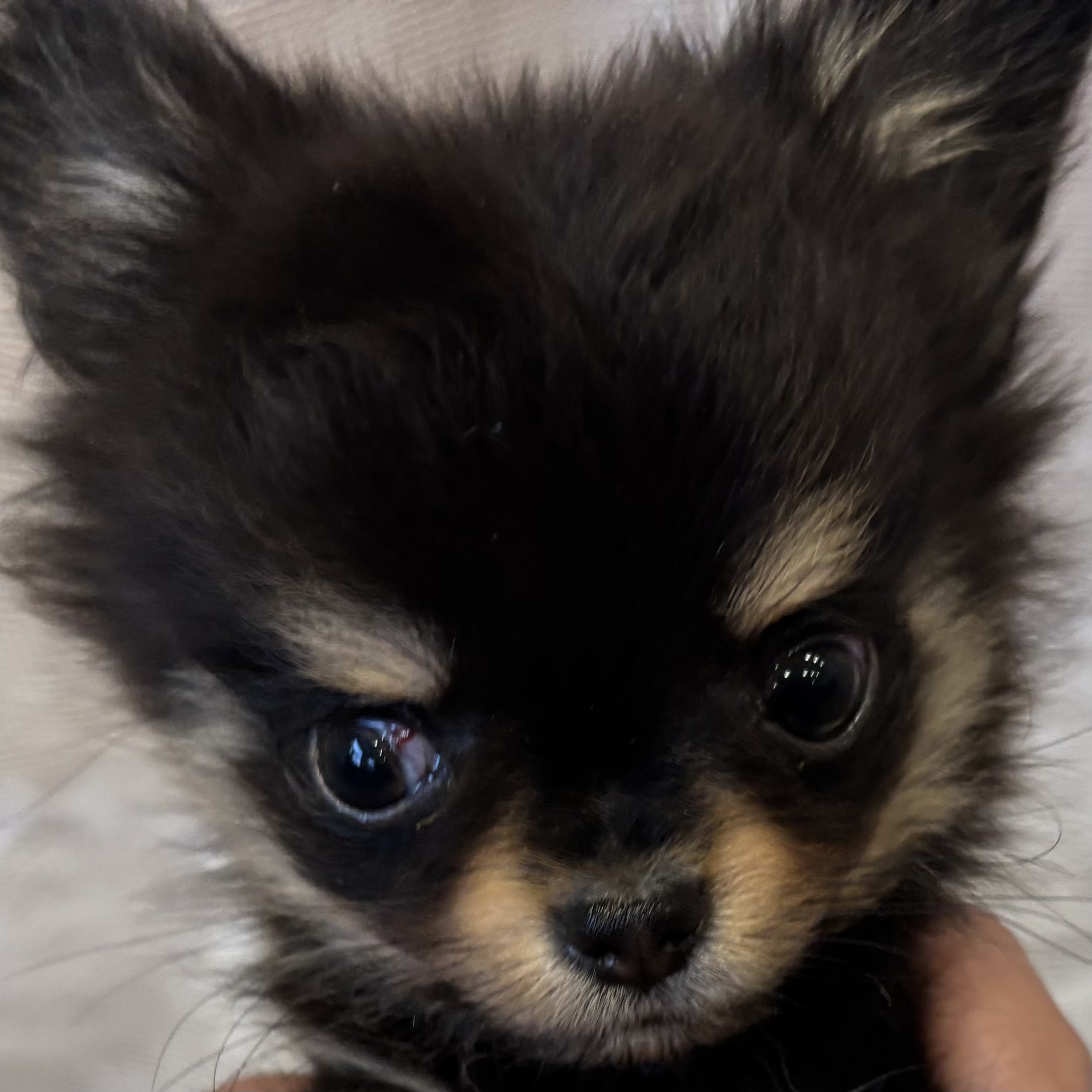 愛知県のチワワ(ロング) (犬の家＆猫の里MiO香久山店/2026年1月11日生まれ/女の子/ブラックタン)の子犬