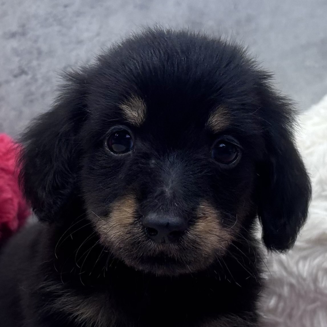 ミニチュアダックス男の子の写真