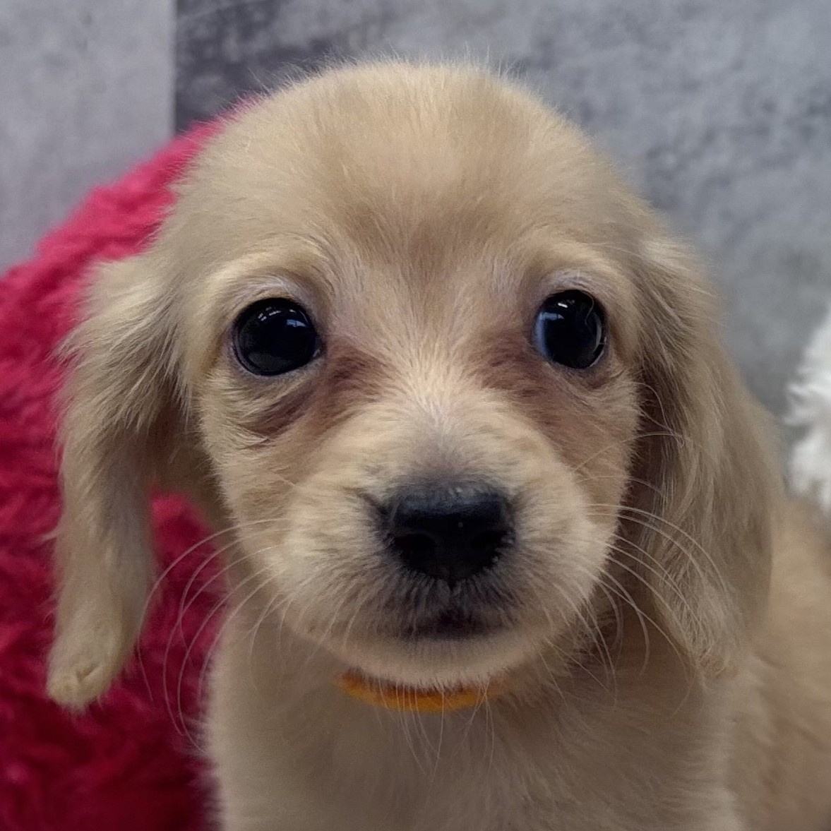 ミニチュアダックス女の子の写真