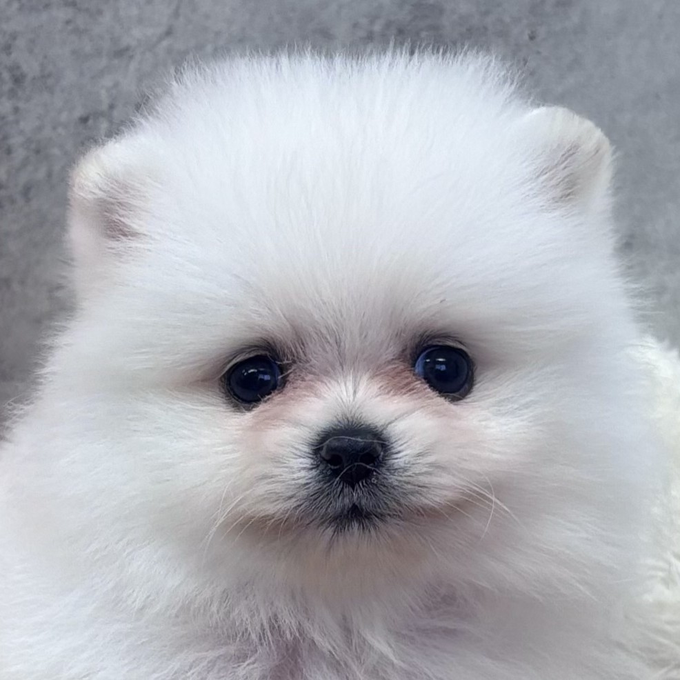 ポメラニアン女の子の写真