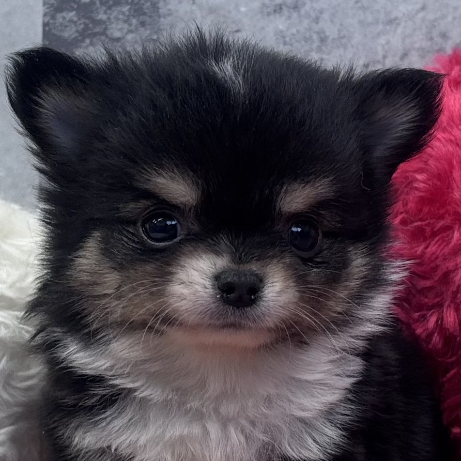 愛知県のチワワ(ロング) (犬の家＆猫の里一宮店/2026年1月20日生まれ/男の子/ブラック、クリームホワイト)の子犬の2枚目の画像