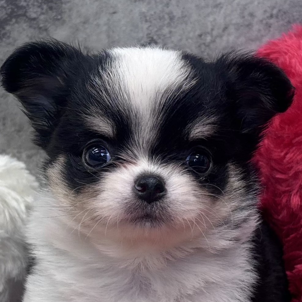 チワワ（ロング）女の子の写真