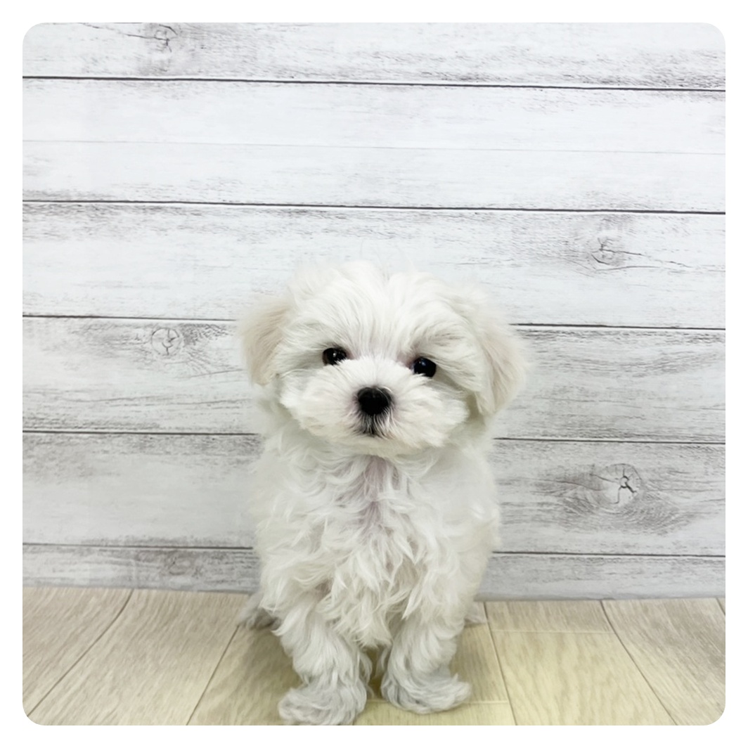 愛知県のマルチーズ (犬の家＆猫の里MEGAドン・キホーテ東海名和店/2026年1月21日生まれ/男の子/ホワイト)の子犬