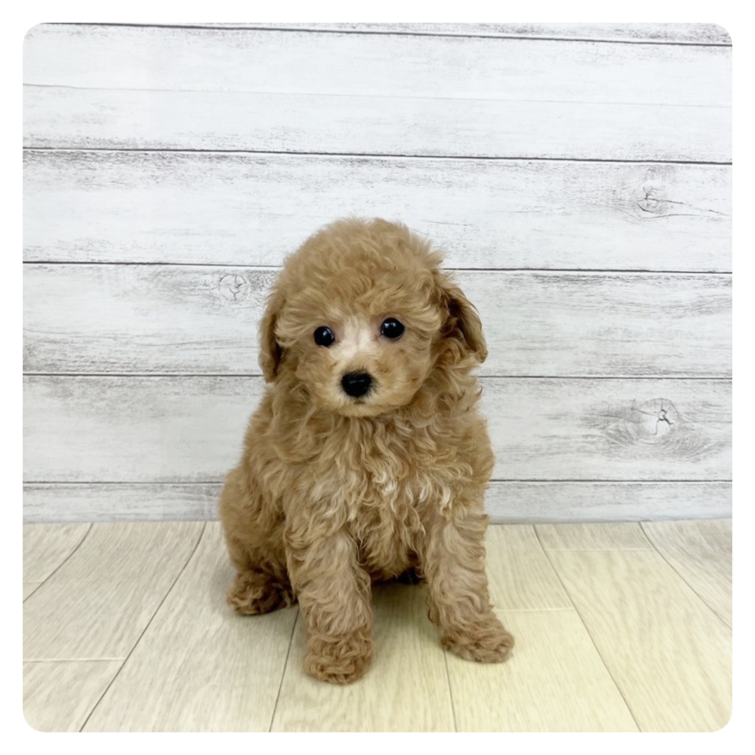 トイプードル男の子の写真