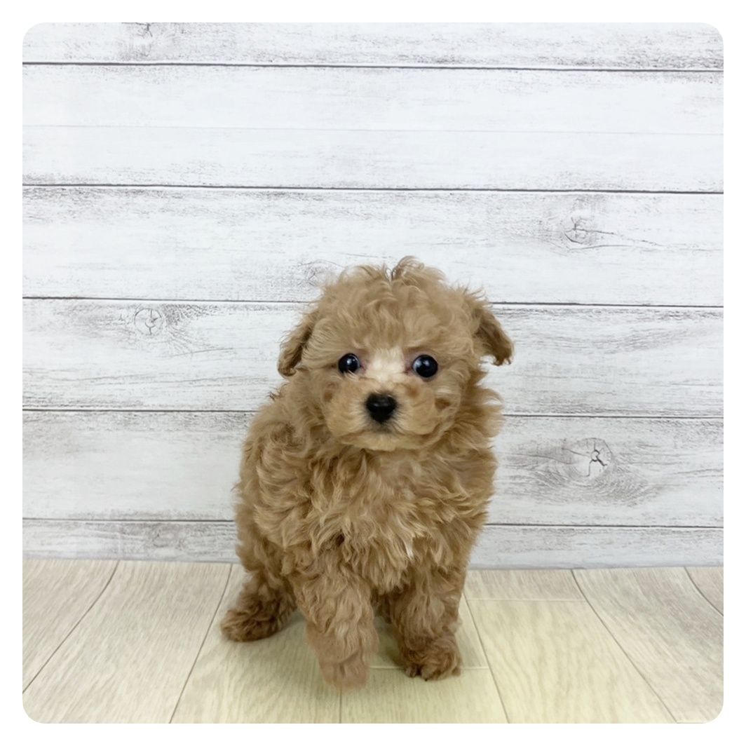 大阪府のトイプードル(タイニー) (犬の家＆猫の里そよら東岸和田店/2026年1月20日生まれ/男の子/オレンジフォーン)の子犬