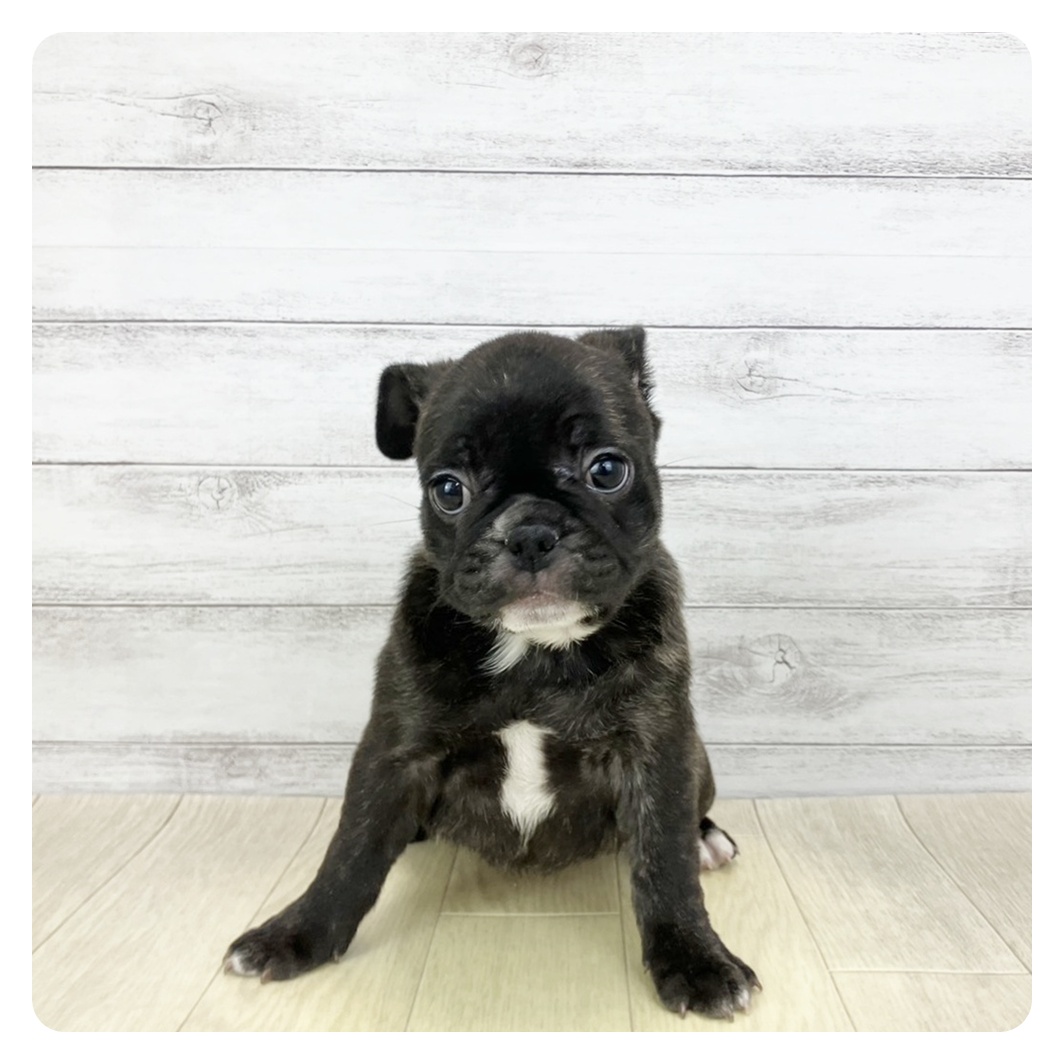 愛知県のフレンチパグ/パグフレンチ(フレンチブルドック×パグ) (犬の家＆猫の里碧南店/2026年1月21日生まれ/女の子/ブリンドル)の子犬