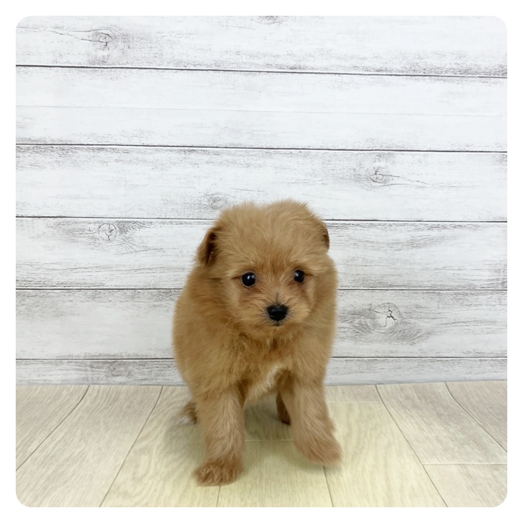 ハーフ犬男の子の写真